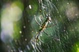 探秘蜘蛛磁力：神奇的自然现象