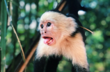 猴子的拼音(猴子的拼音是hóu zǐ)