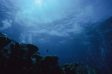 海之言：传说中的神奇海底生物