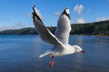 海鸥(沿海城市的美丽风景线——浅谈海鸥文化)