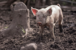 发酵床养猪：高效、环保的养殖方式