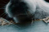 没有耳朵的兔子(中国发现没有耳朵的兔子，科学家惊叹)