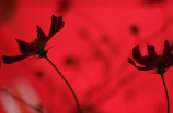 韩国电影《红字》：爱与背叛的极致